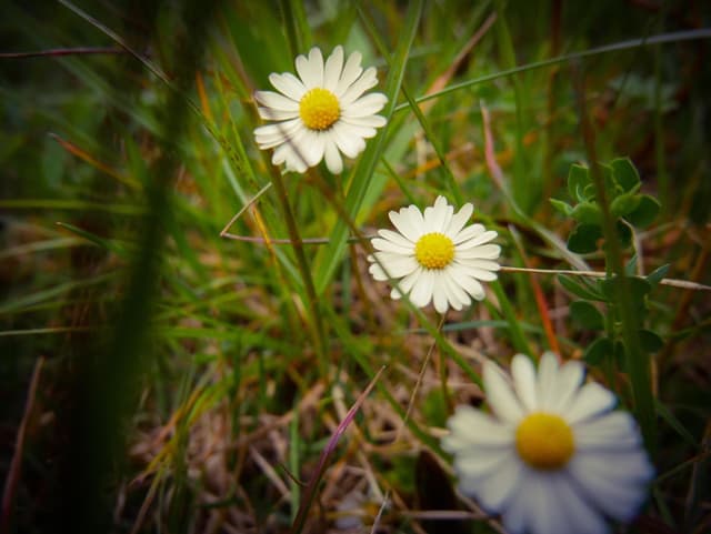 Gänseblümchen