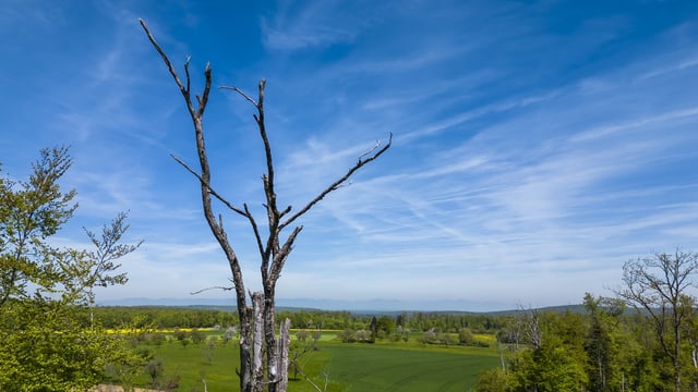 Dürrer Baum