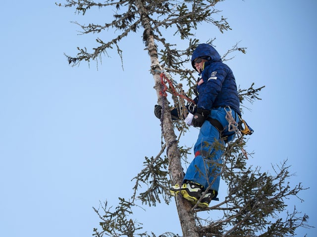 Rennzuschauer auf einem Baum neben der Piste