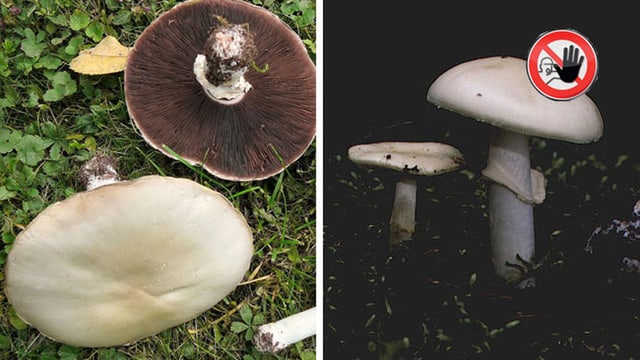 Schafchampignon/Weisser Knollenblätterpilz