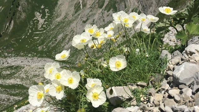 Polster aus weissen Mohnblüten im Geröllfeld