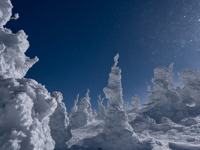 Mit Schnee und Ein bedeckte Bäume.