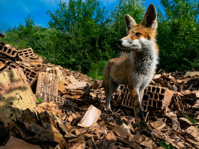 Auf Roman Willis Foto ist ein Rotfuchs auf einem Ziegelhaufen zu sehen.