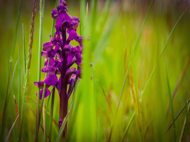 Wilde Orchidee