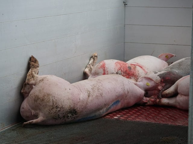 …und in den dafür vorgesehenen Anhänger verladen. Es darf beim Transport kein Blut aus dem Anhänger tropfen.