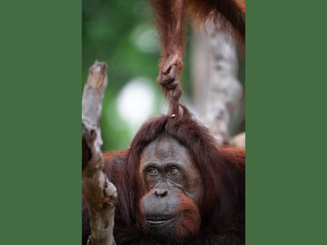 Affe mit einem lächelnden Gesicht