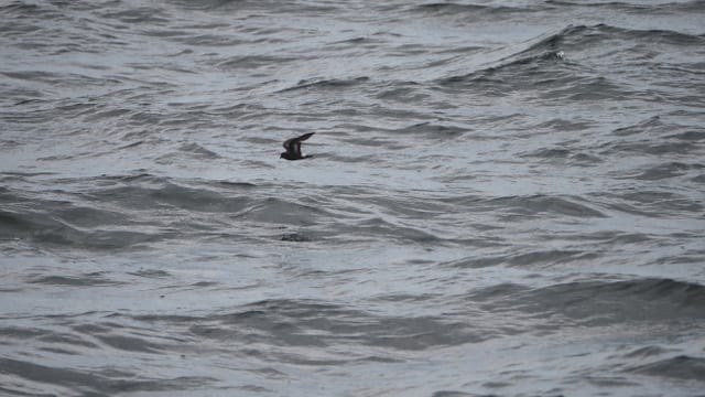 Sturmschwalbe im Flug über dem Meer.