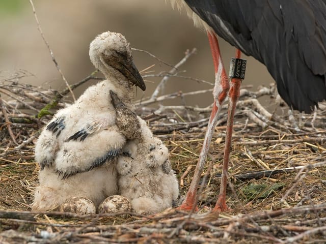 Zwei Storchenjunge und ein Ei im Nest.