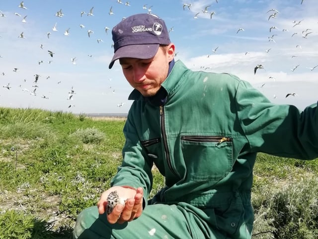 Jannis Dimmlich wird Vogelwart auf der Wattenseeinsel Norderoog, wo die Brandseeschwalben brüten.