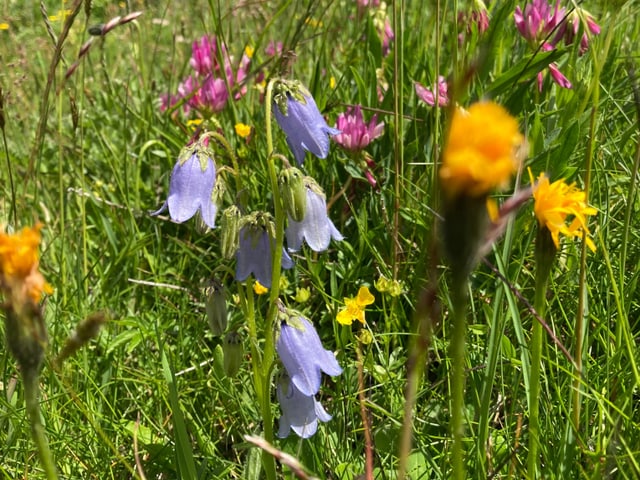 Bärtige Glockenblume