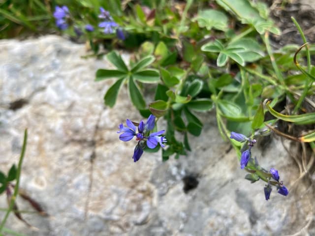 Alpenkreuzblume