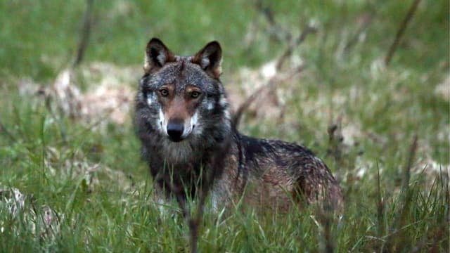 Ein Wolf in einer Wiese, er blickt in die Kamera.