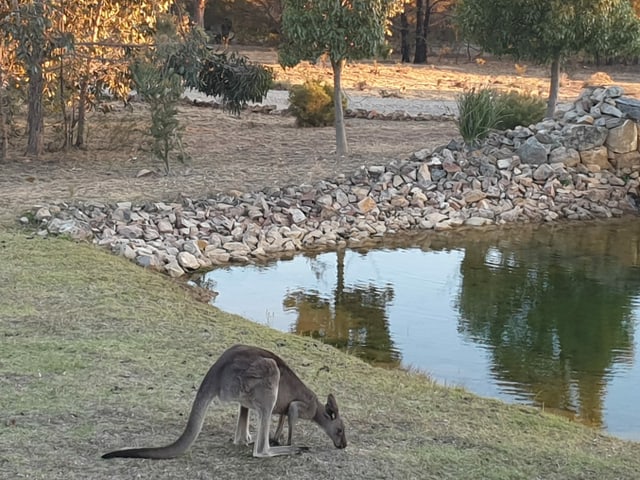 Ein grasendes Känguru.