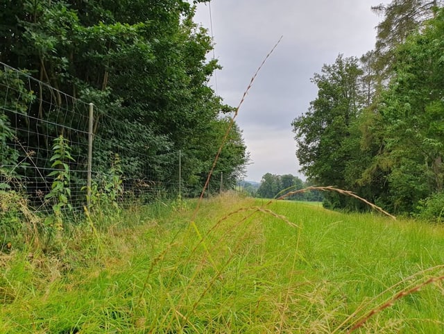 Wiese nahe Autobahn