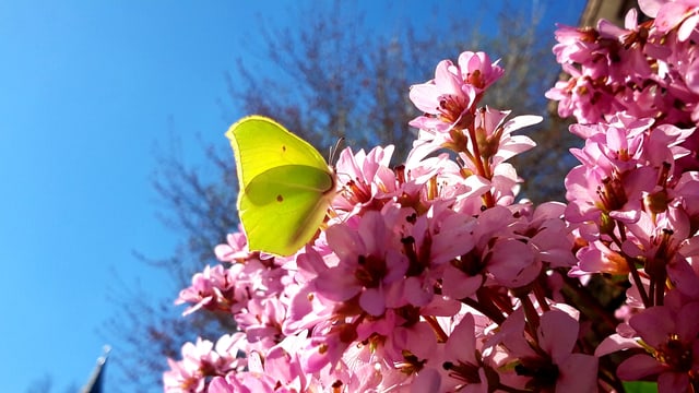 Schmetterling auf Blüten