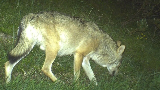 Wolf auf einer Wiese