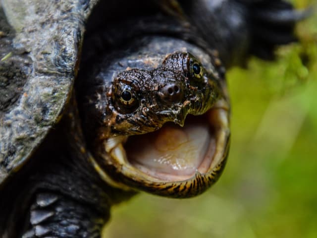 Nahaufnahme einer Schildkröte mit geöffnetem Maul