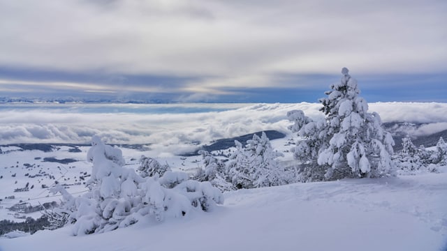 Snow covered fir trees in the Chasseral overlooking the Weisses Mittelland.