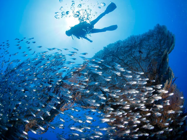 Bild eines Tauchers, an dem ein Fischschwarm vorbeischwimmt.