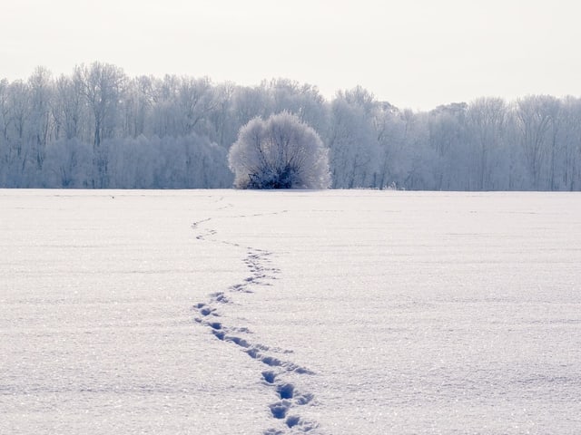 Spuren im Schnee