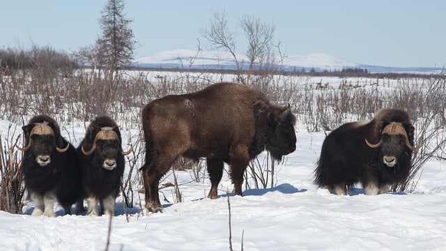 Moschusochsen und ein Wisent in einer Schneelandschaft