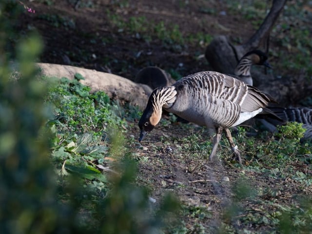 Eine grau-braun gefiederte Gans auf Nahrungssuche.