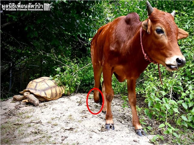 Rind Simon, dessen hinterer Huf fehlt. Im Hintergrund sonnt sich Leonardo, die Schildkröte, auf einem sonnigen Felsen.