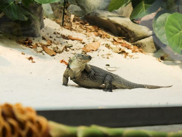 Leguan im Sand