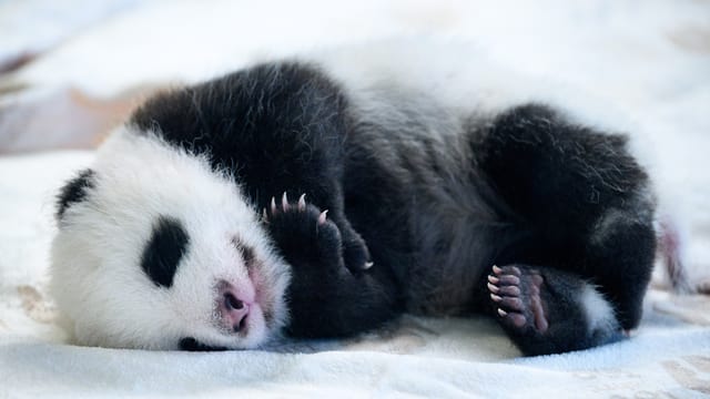 Schlafendes Pandababy auf Decke.