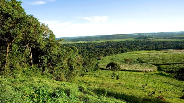 Zuckerrohr-Plantage im Süden Ugandas.