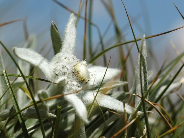 Nahaufnahme einer Edelweissblume im Gras.