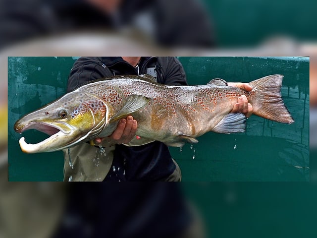 Auf dem Bild ist ein ausgewachsener Lachs mit Bissspuren zu sehen.