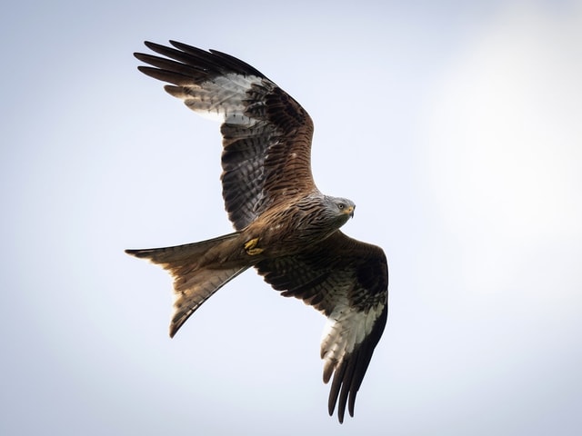 Ein Greifvogel im Flug vor blauem Himmel.