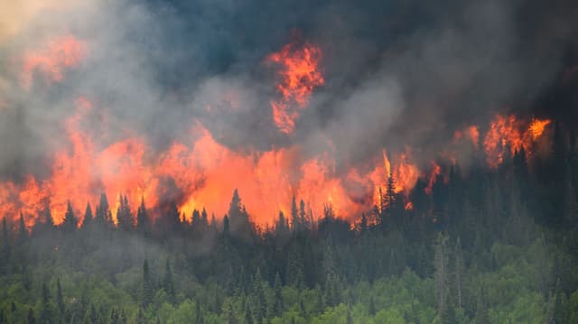 Ein riesiges Feuer in einem Wald.