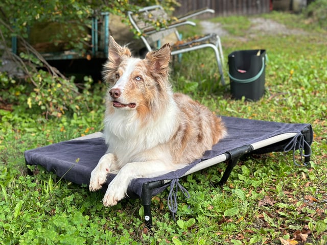 Ein braun-weisser Hund mit blauen Augen sitzt auf seinem Platz. 