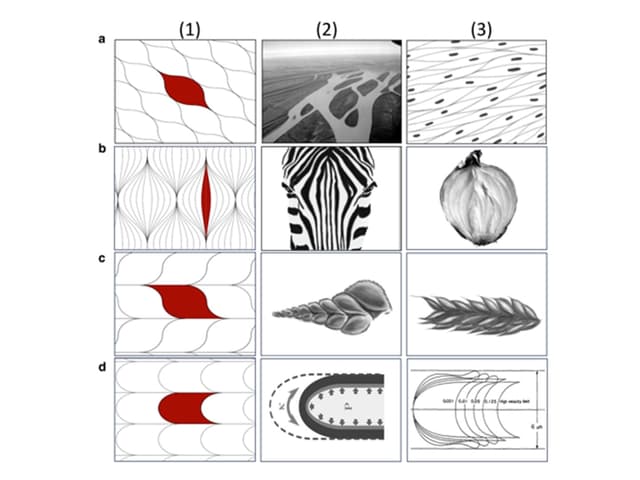 Mehrere Diagramme und Bilder mit Naturmustern und Strukturen.