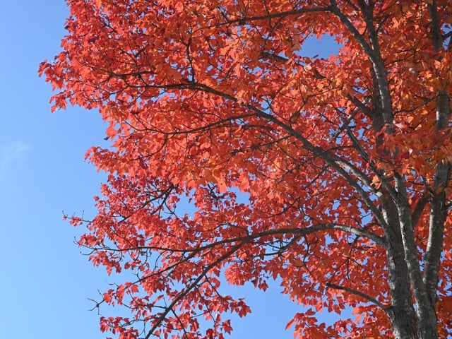 Roter Baum