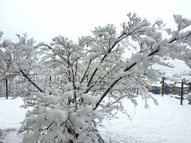 Snowy tree.