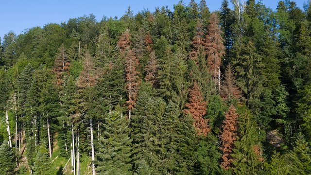 Wald mit roten Tannen