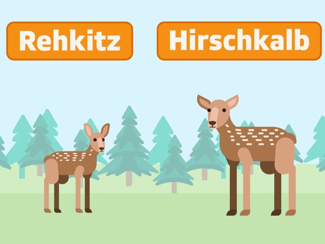 Rehkitz und Rehkalb animiert