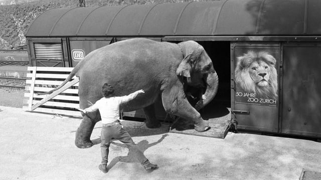 Die Elefantenkuh Thaia aus dem Zoo Zürich wird am 15. Mai 1979 zu Zuchtzwecken auf die Reise nach Kopenhagen geschickt.