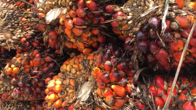 Palmfrüchte am Strunk, orange bis rot.