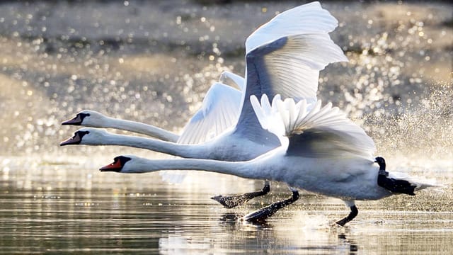 Drei schwäne setzen auf dem Wasser zum Abflug an