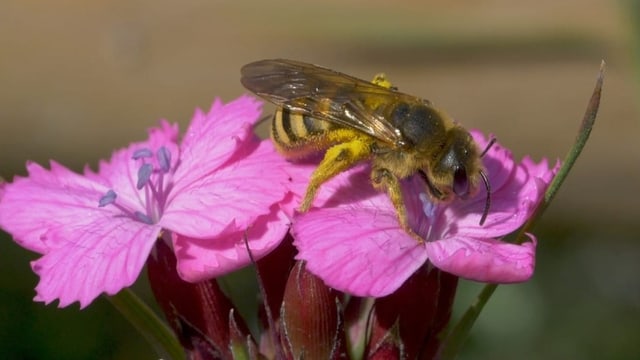 Auf dem Bild ist eine Wildbiene auf einer pinken Blüte zu sehen.