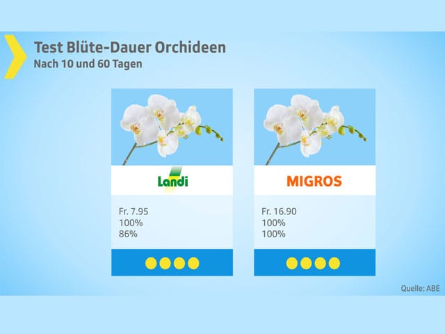 Testgrafik Orchideen.