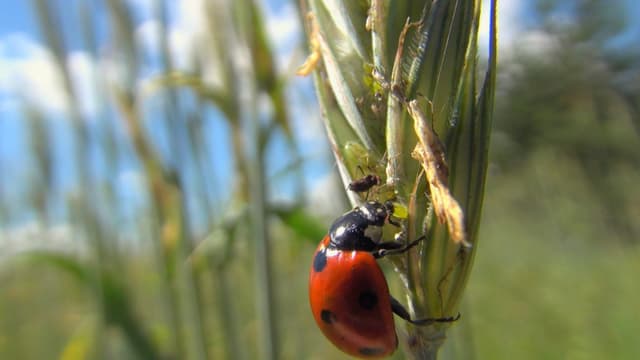 Marienkäfer an einer Getreideähre frisst eine Blattlaus