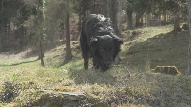 Schwarzer Hund schnüffelt auf einer Wiese