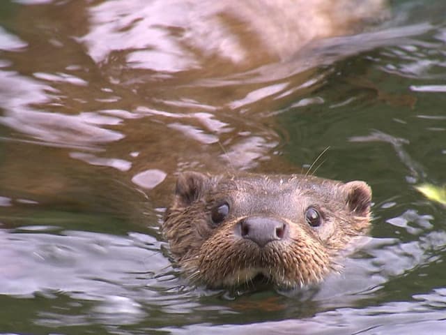 Auf dem Bild ist ein Fischotter im Wasser zu sehen.