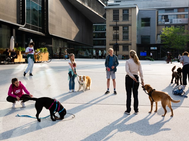 teilnehmende einer Hundeschule