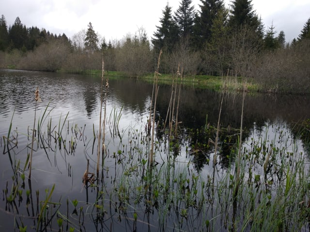 Der Moorsee Etang des Royes im Schweizer Jura.